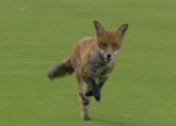 Watch A Foxy Interruption: Wild Visitor Steals the Spotlight at The Hundred Opener