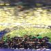 Budapest Police Investigating Fan Clashes Before Champions League Final